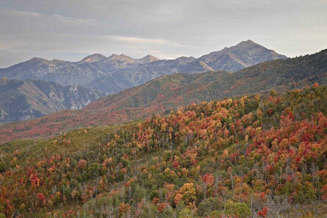 Red and orange fall colors in the Wasatch Mountains, Uinta National Forest, Utah, United States of America, North America