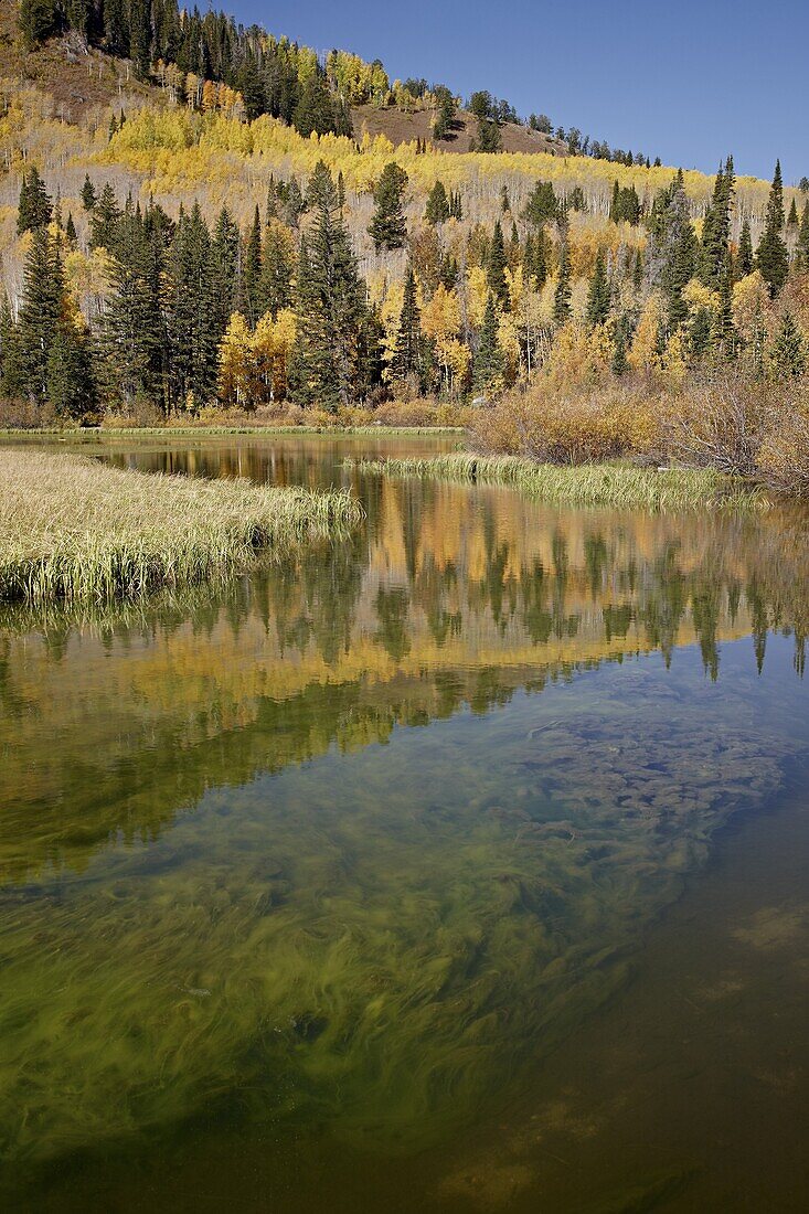 Silver Lake in the fall, Wasatch-Cache National Forest, Utah, United States of America, North America