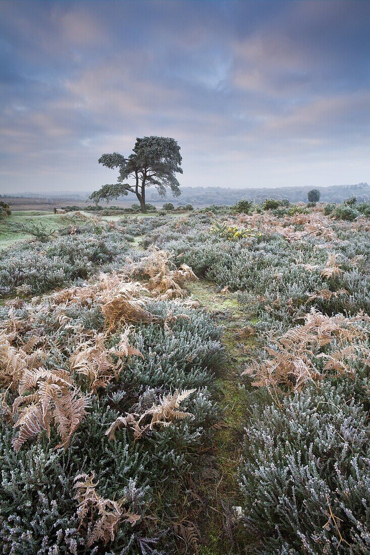 Hoar frost coated heather, bracken and pine tree in the New Forest National Park, Hampshire, England, United Kingdom, Europe