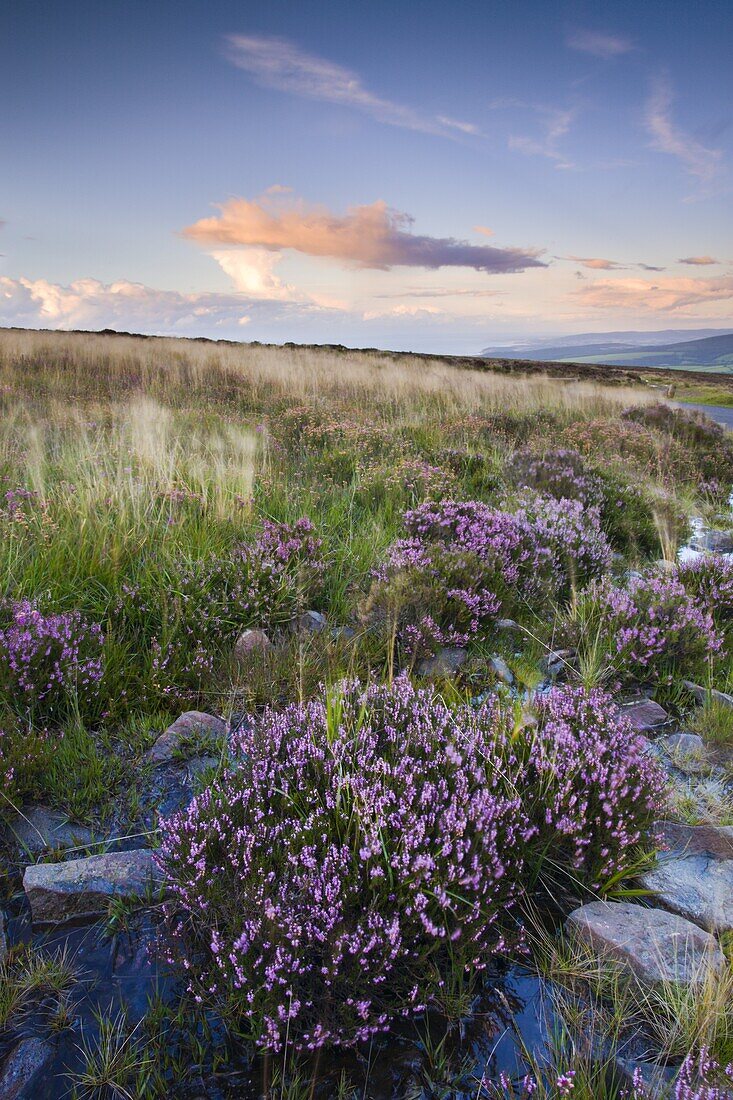 Bell heather growing on Dunkery Hill in Exmoor National Park, Somerset, England, United Kingdom, Europe