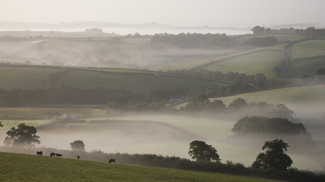 Dairy cattle graze in misty farmland near Crediton, Mid Devon, England, United Kingdom, Europe
