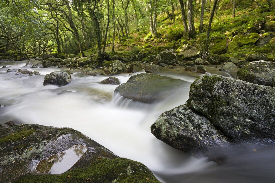 Rocky River Plym flowing through Dewerstone Wood in summer, Dartmoor National Park, Devon, England, United Kingdom, Europe