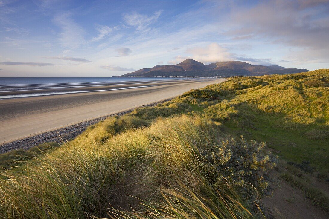 Sand dunes at Murlough alongside Dundrum Bay, with the Mountains of Mourne in the background, County Down, Northern Ireland, United Kingdom, Europe