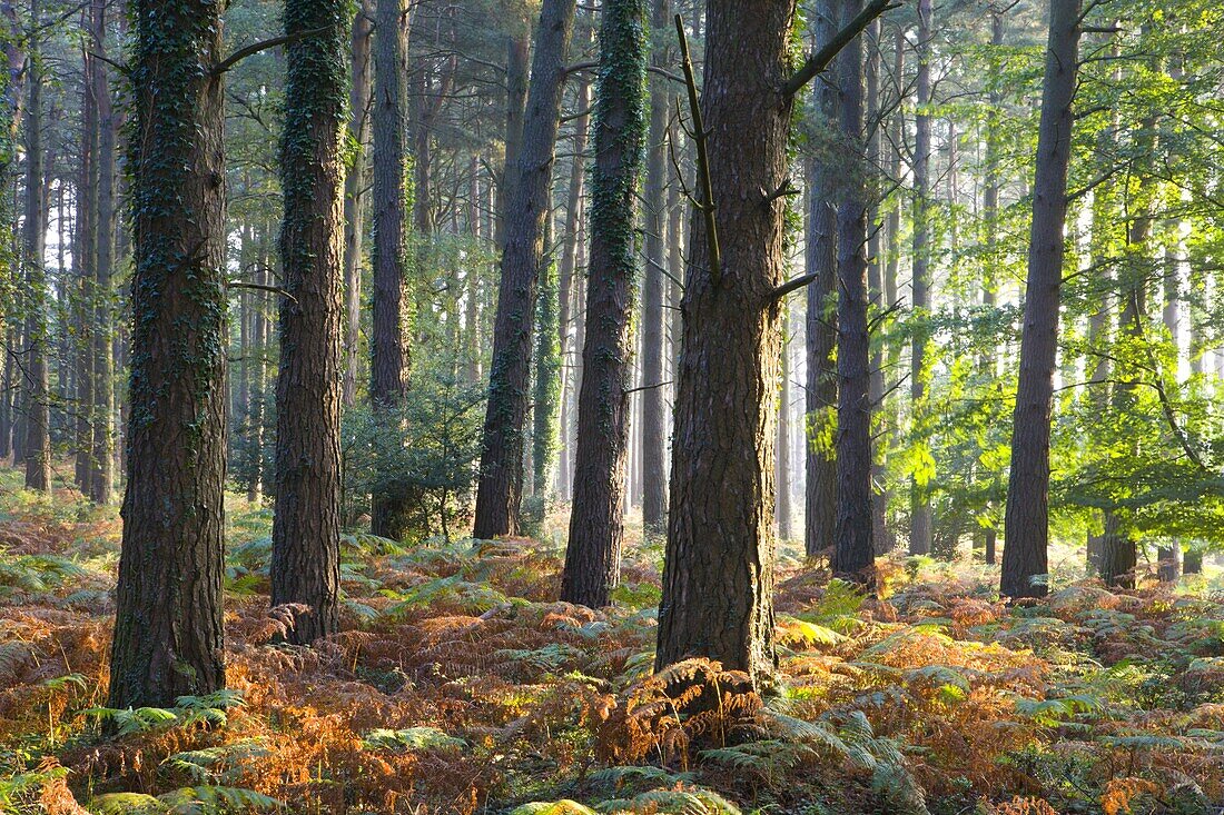Misty autumn morning in a pine wood near Webber's Post, Exmoor National Park, Somerset, England, United Kingdom, Europe