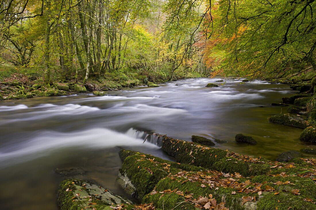 Autumn colours beside the River Barle near Tarr Steps, Exmoor National Park, Somerset, England, United Kingdom, Europe