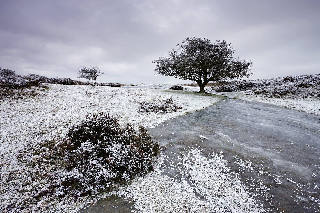 Snow and ice on Porlock Common in winter, Exmoor National Park, Somerset, England, United Kingdom, Europe