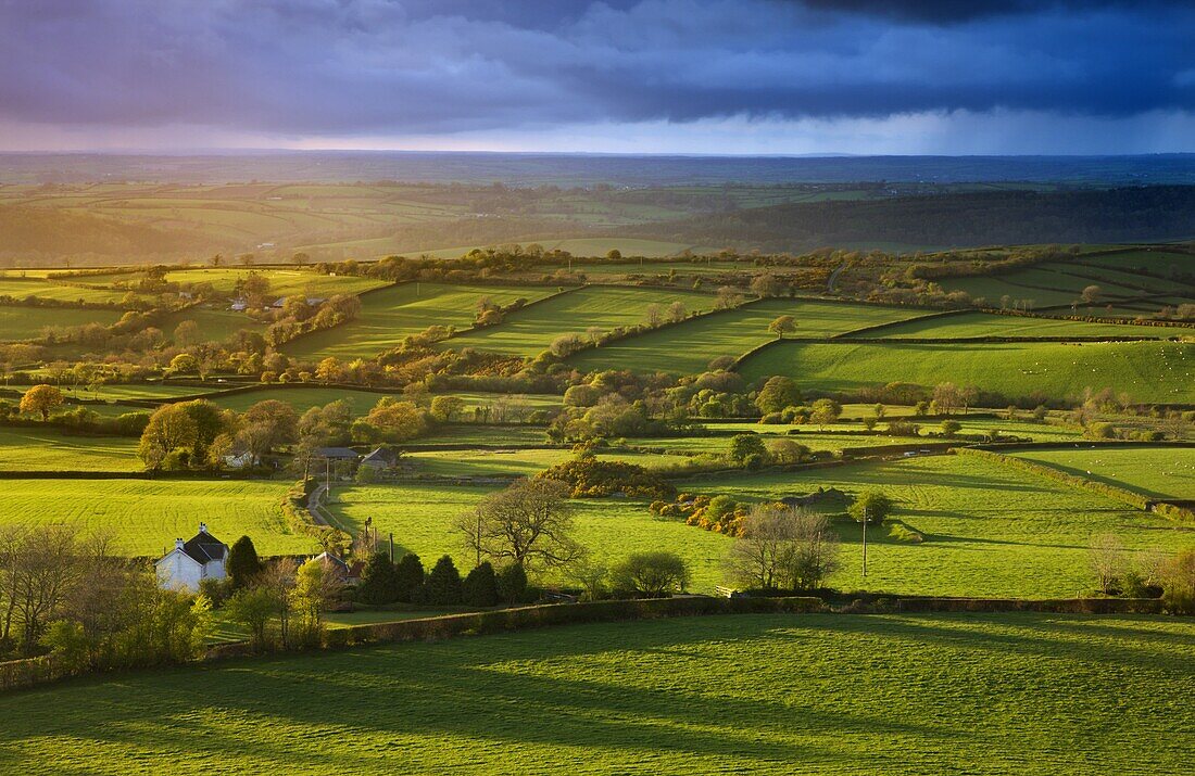 Storm lighting bathes the rolling farmland in golden hues, Brentor, Dartmoor National Park, Devon, England, United Kingdom, Europe