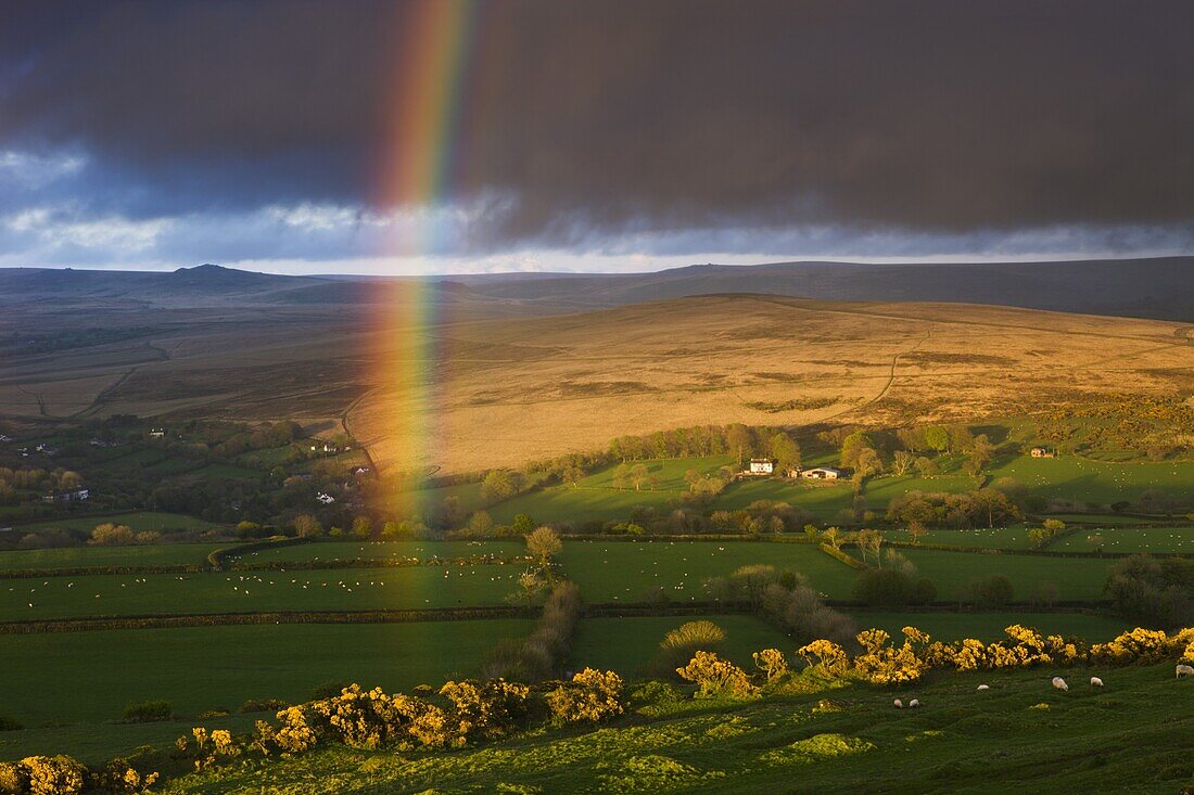 Rainbow above rolling farmland on the edges of Dartmoor National Park, Devon, England, United Kingdom, Europe