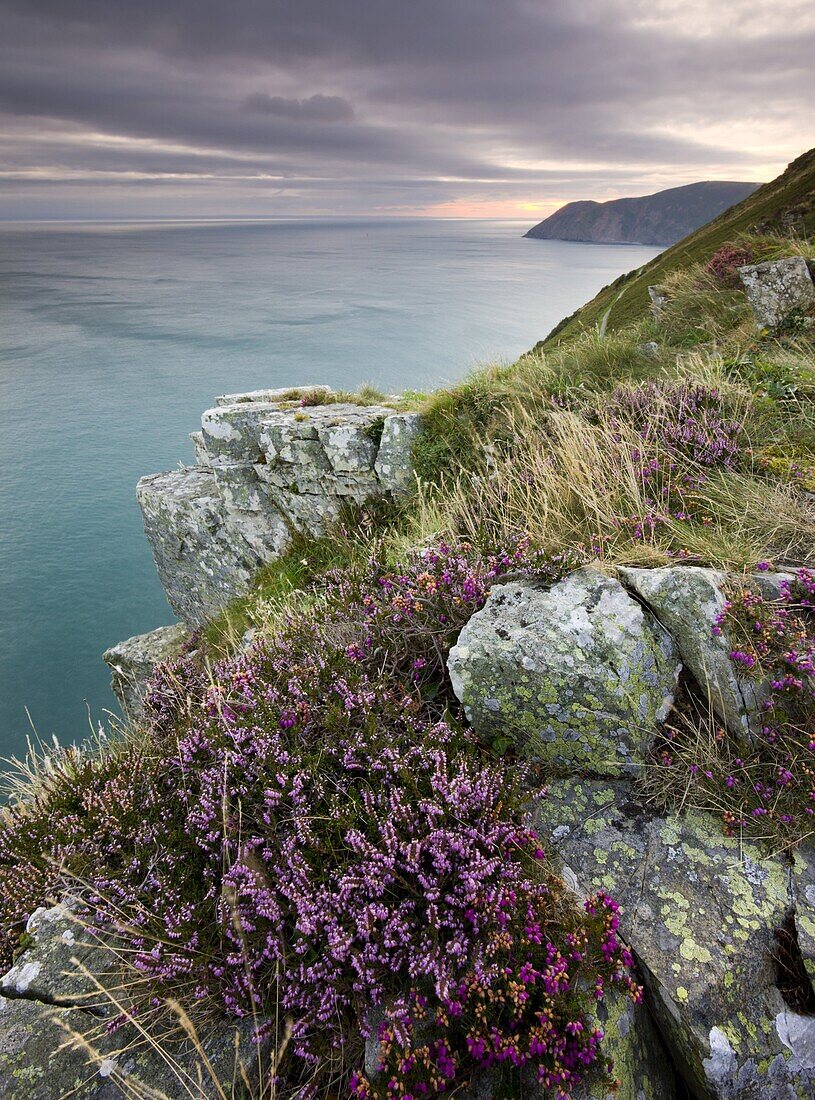 Flowering heather on the clifftops of the Valley of Rocks, looking east towards Foreland Point at sunrise, Exmoor National Park, Devon, England, United Kingdom, Europe