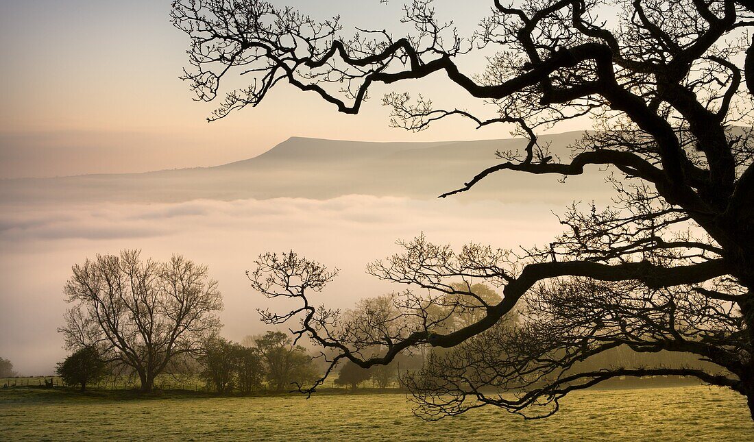 A thick blanket of early morning mist covers the landscape below Mynydd Troed in the Brecon Beacons National Park, Powys, Wales, United Kingdom, Europe