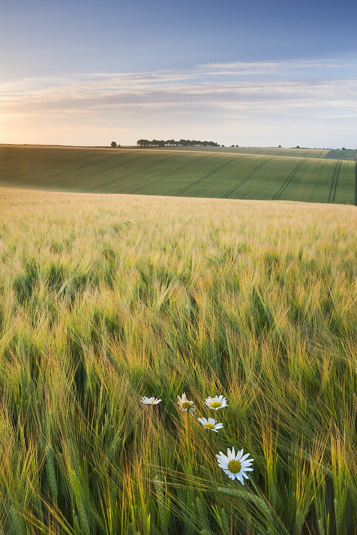 Daisies and barley field in summer, Cheesefoot Head, South Downs National Park, Hampshire, England, United Kingdom, Europe
