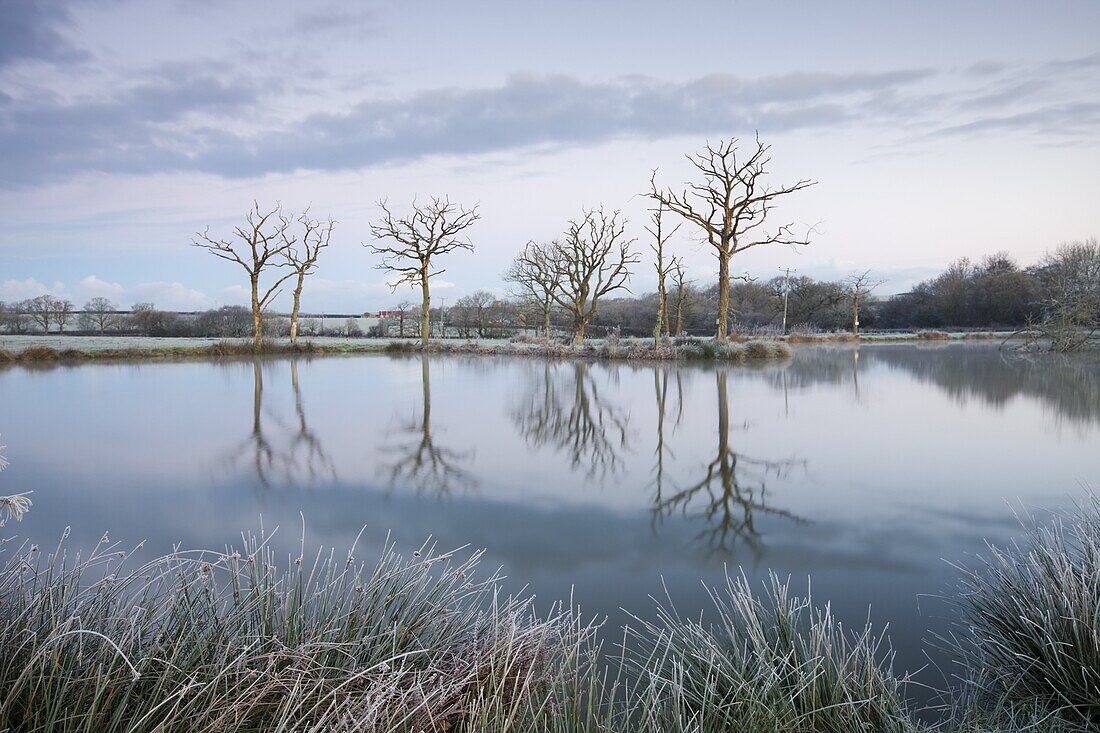 Frosty winter scene beside a still lake, Morchard Road, Devon, England, United Kingdom, Europe