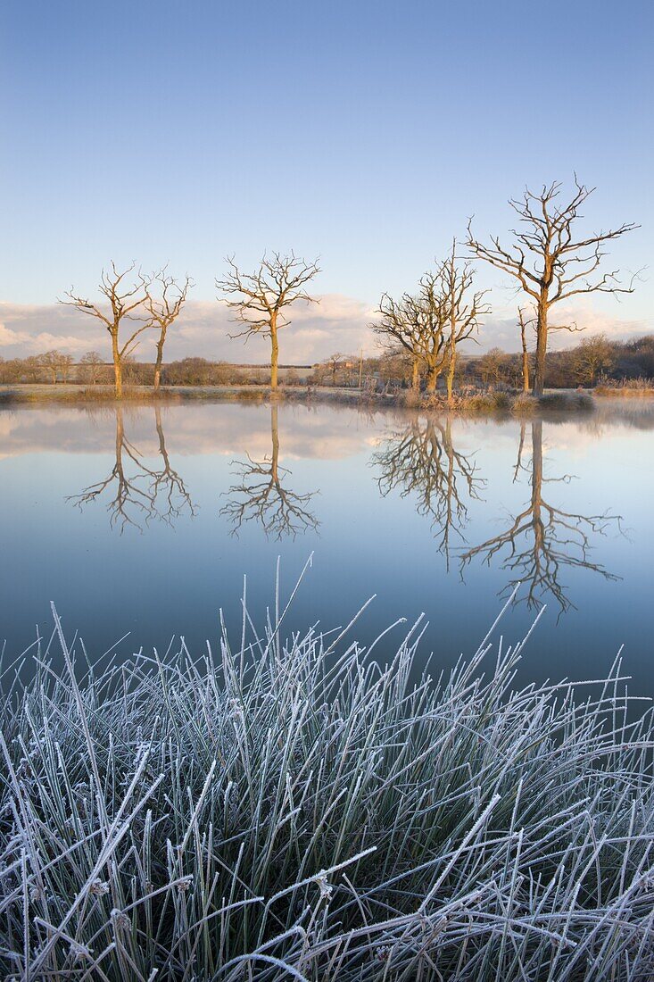 Trees reflected in a mirror-still fishing lake on a frosty winter morning, Morchard Road, Devon, England, United Kingdom, Europe