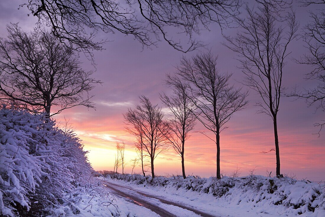 Snow covered country lane at dawn, Exmoor National Park, Somerset, England, United Kingdom, Europe