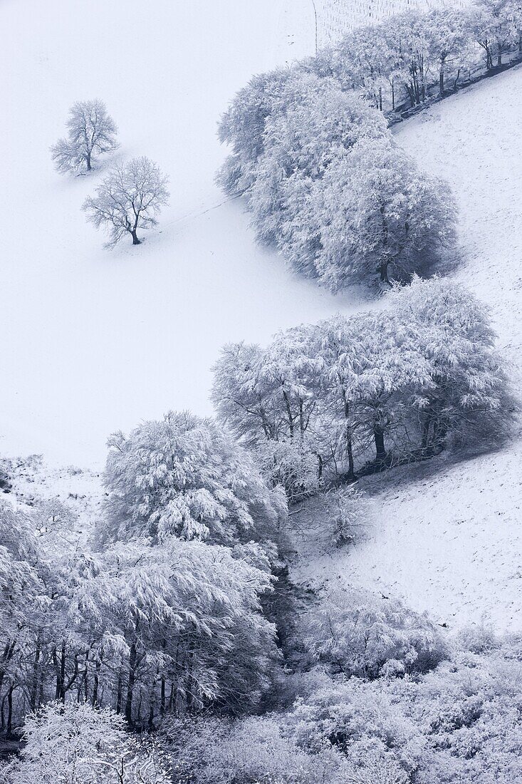 Trees in snow at the Punchbowl, Exmoor National Park, Somerset, England, United Kingdom, Europe