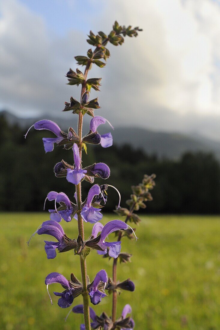 Meadow clary (Salvia pratensis) flowering in traditional hay meadow, Julian Alps in the background, Slovenia, Europe
