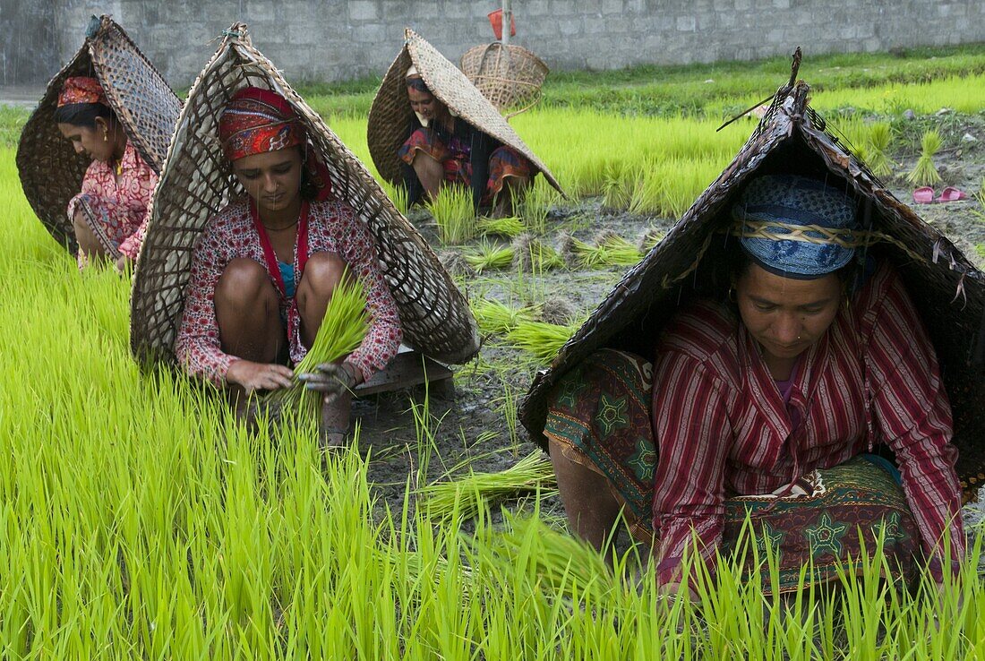 Female farmers at work in rice nursery, with rain protection, Annapurna area, Pokhara, Nepal, Asia