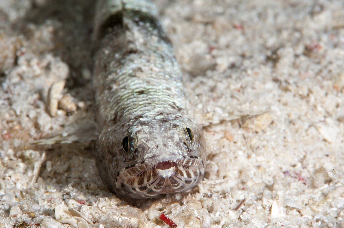 Clearfin lizardfish (Synodus dermatogenys), Sulawesi, Indonesia, Southeast Asia, Asia