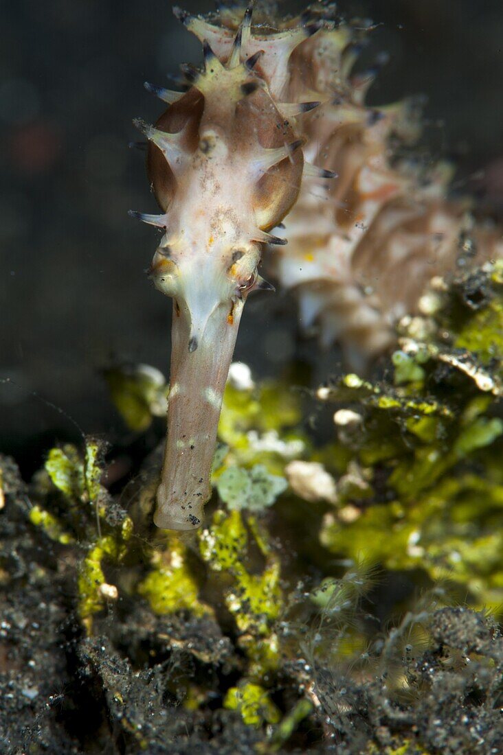 Thorny seahorse (Hippocampus hystrix), Sulawesi, Indonesia, Southeast Asia, Asia