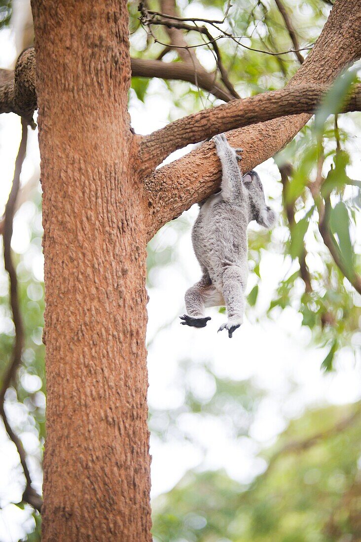 Koala Bear (Phascolarctos cinereus) at Port Macquarie Koala Bear Hospital, New South Wales, Australia, Pacific
