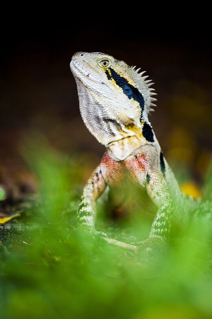 Australian eastern water dragon (Physignathus lesueurii) in Brisbane Botanical Gardens, Brisbane, Queensland, Australia, Pacific