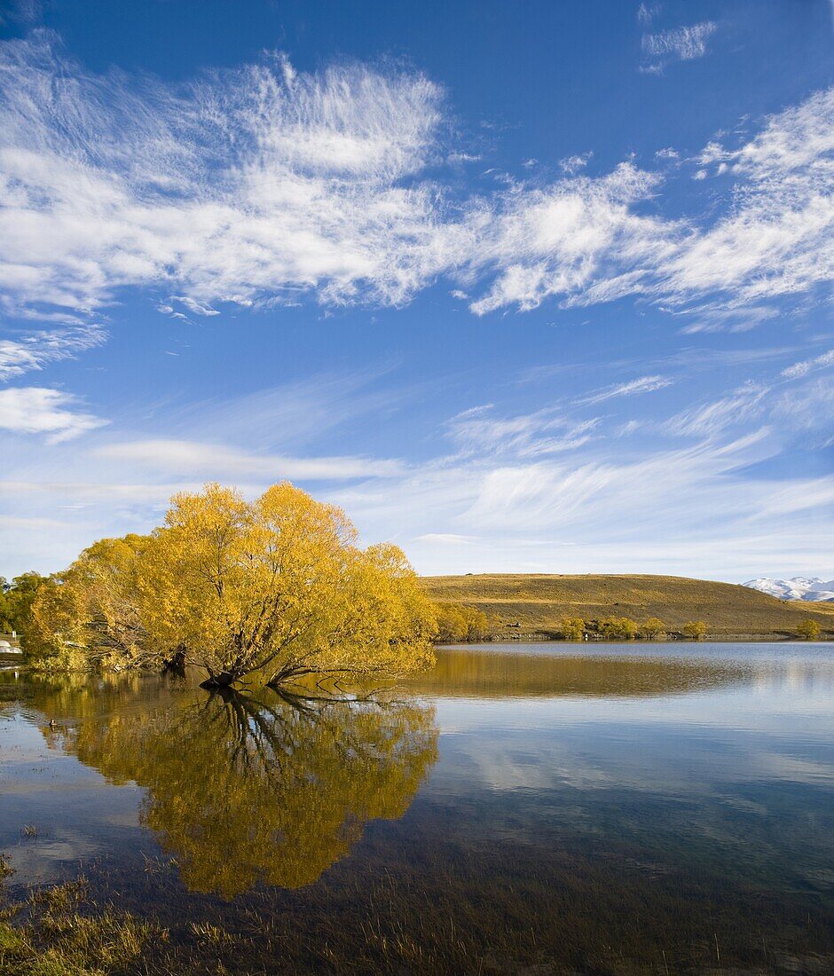 Golden autumn tree reflection in still morning water, Lake Alexandrina, Southern Lakes, Otago Region, South Island, New Zealand, Pacific