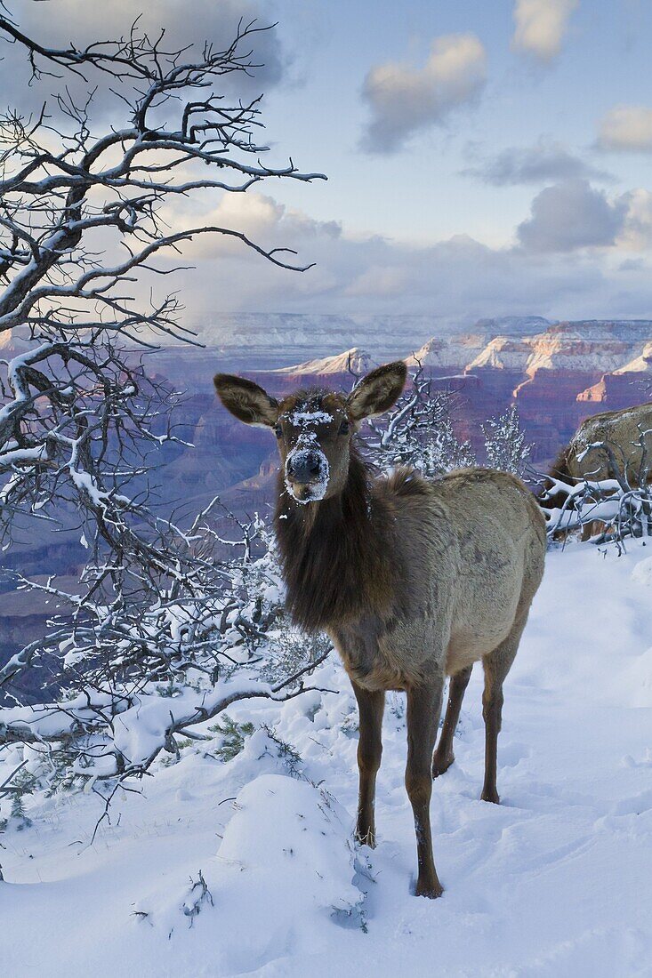 Elk (Cervus canadensis) (wapiti), South Rim, Grand Canyon National Park, UNESCO World Heritage Site, Arizona, United States of America, North America