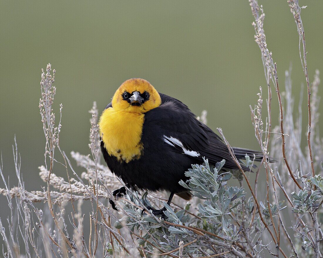 Yellow-headed blackbird (Xanthocephalus xanthocephalus), Yellowstone National Park, Wyoming, United States of America, North America
