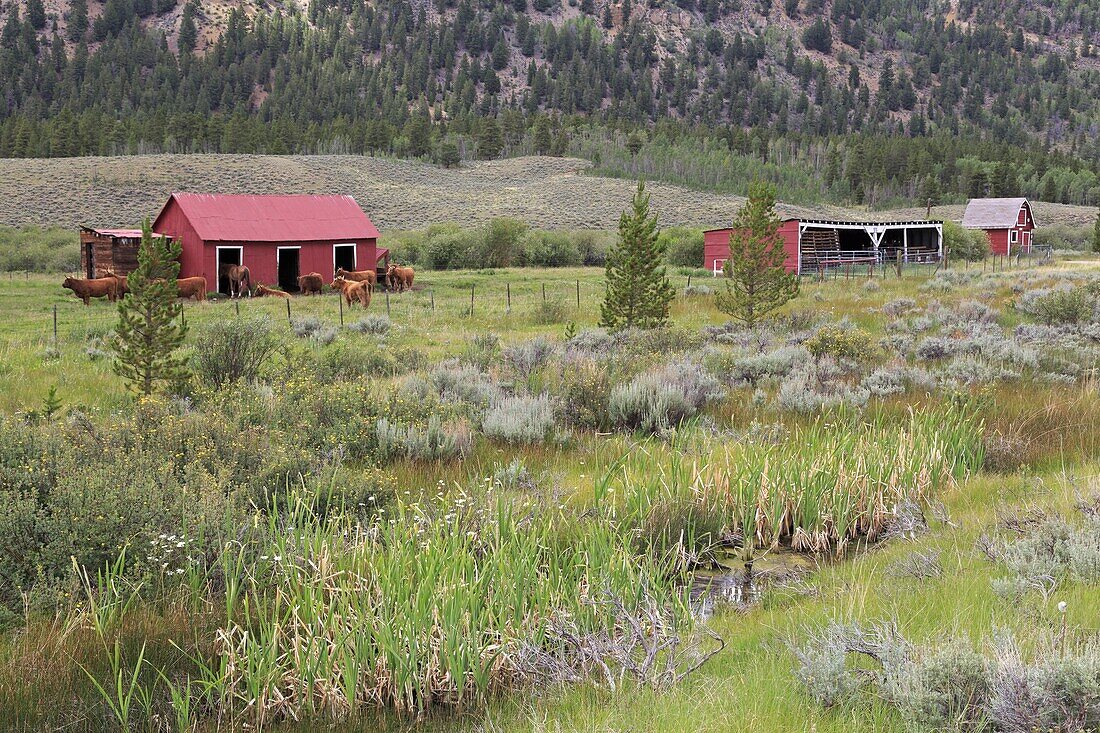 Barn on ranch near Leadville, Colorado, United States of America, North America