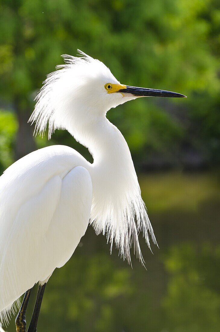 Snowy egret (Egretta thula), Everglades, Florida, United States of America, North America