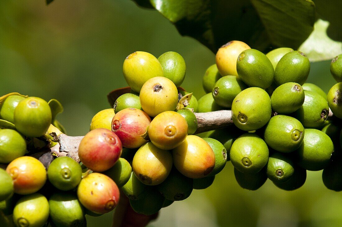Coffee growing, Santiago Atitlan, Guatemala, Central America