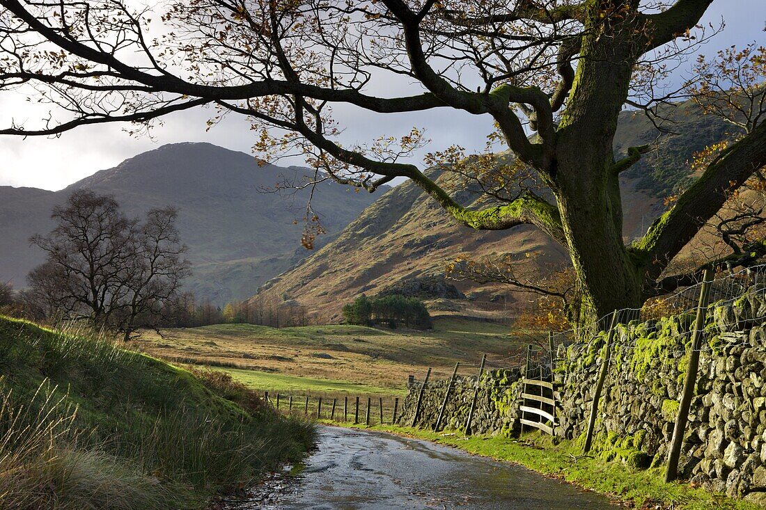 Country lane leading towards Blea Tarn in the Langdale Valley, Lake District National Park, Cumbria, England, United Kingdom, Europe