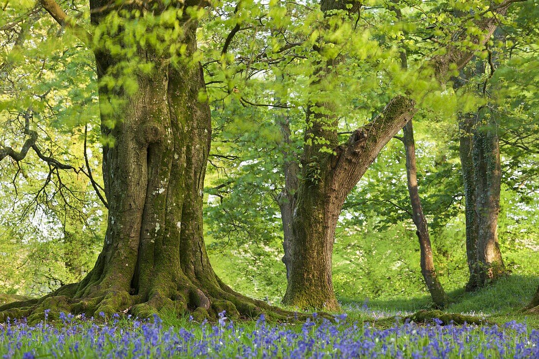 Beech and oak trees above a carpet of bluebells in a woodland, Blackbury Camp, Devon, England, United Kingdom, Europe