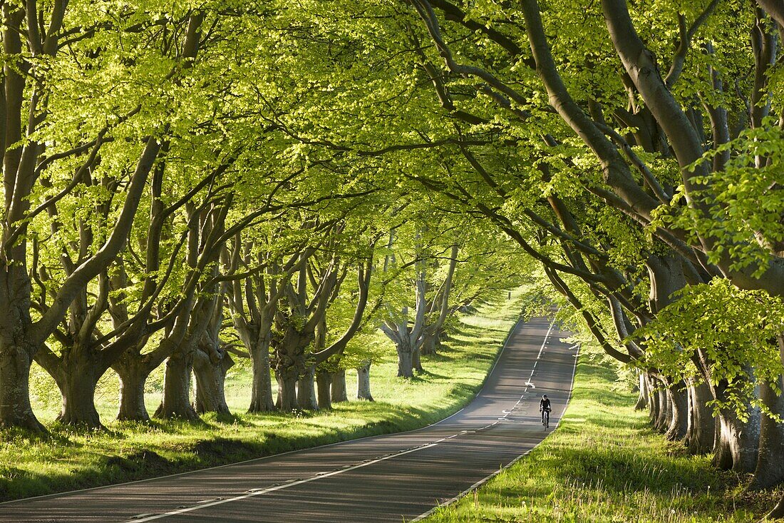Cyclist riding along a beautiful beech lined country lane, Wimborne, Dorset, England, United Kingdom, Europe