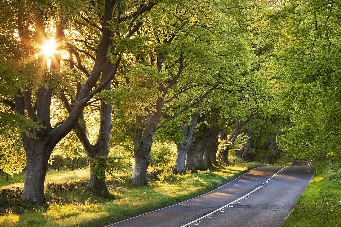 Beech tree lined road in evening sunshine, Wimborne, Dorset, England, United Kingdom, Europe