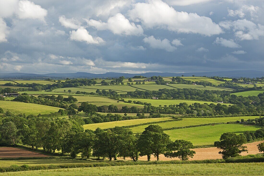 Rolling farmland in summer time, Morchard Bishop, Devon, England, United Kingdom, Europe