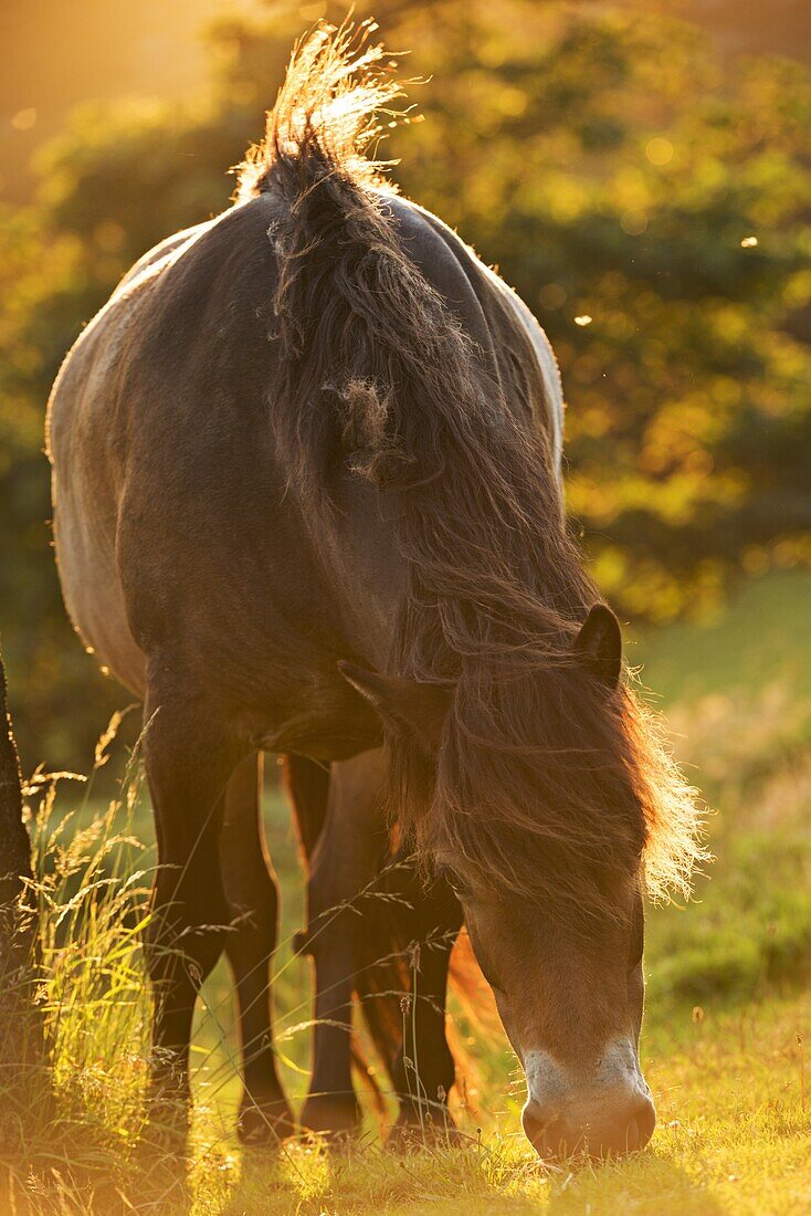 Exmoor pony grazing in the evening summer sunshine at Valley of Rocks, Exmoor, Devon, England, United Kingdom, Europe