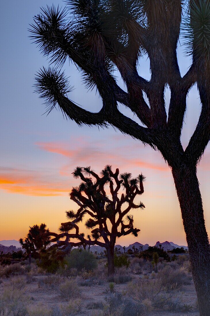 Joshua Tree National Park, California, United States of America, North America