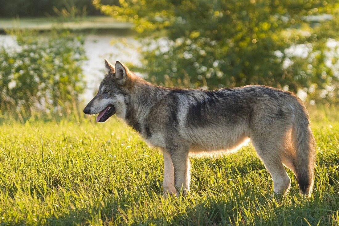 Grey wolf, near Layfayette, Indiana, United States of America, North America