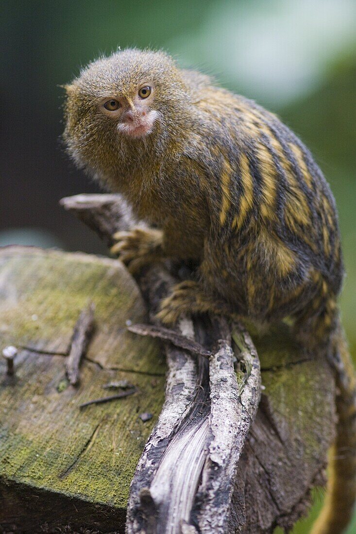 Pygmy marmoset (Cebuella pygmaea) in the trees, controlled conditions, United Kingdom, Europe