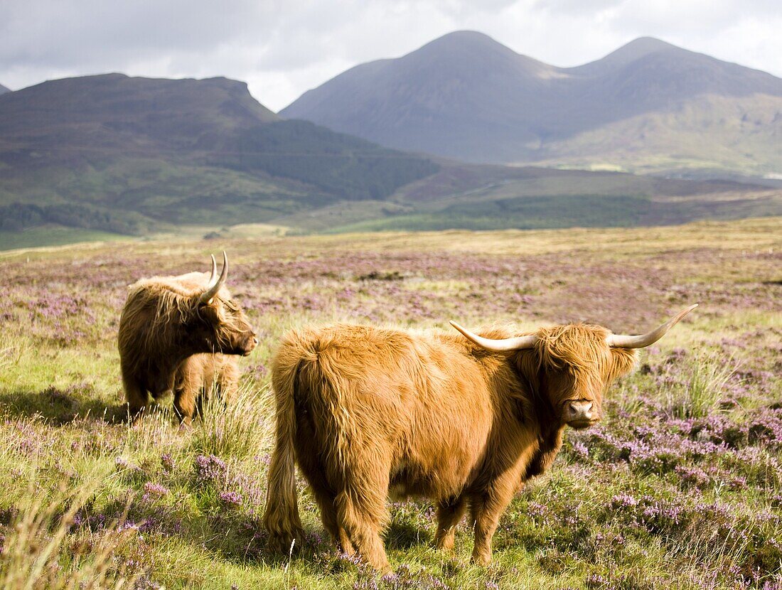 Pair of Highland cows grazing among heather near Drinan, on road to Elgol, Isle of Skye, Highlands, Scotland, United Kingdom, Europe