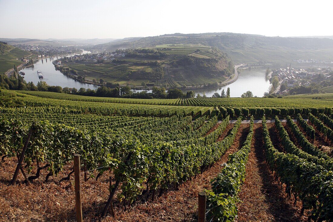 River Mosel and vineyards near Grevenmacher, Mosel Valley, Luxembourg, Europe