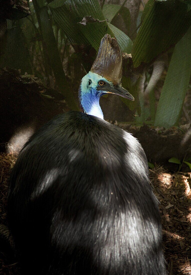 Southern cassowary (Casuarius casuarius), The Wildlife Habitat, Port Douglas, Queensland, Australia, Pacific