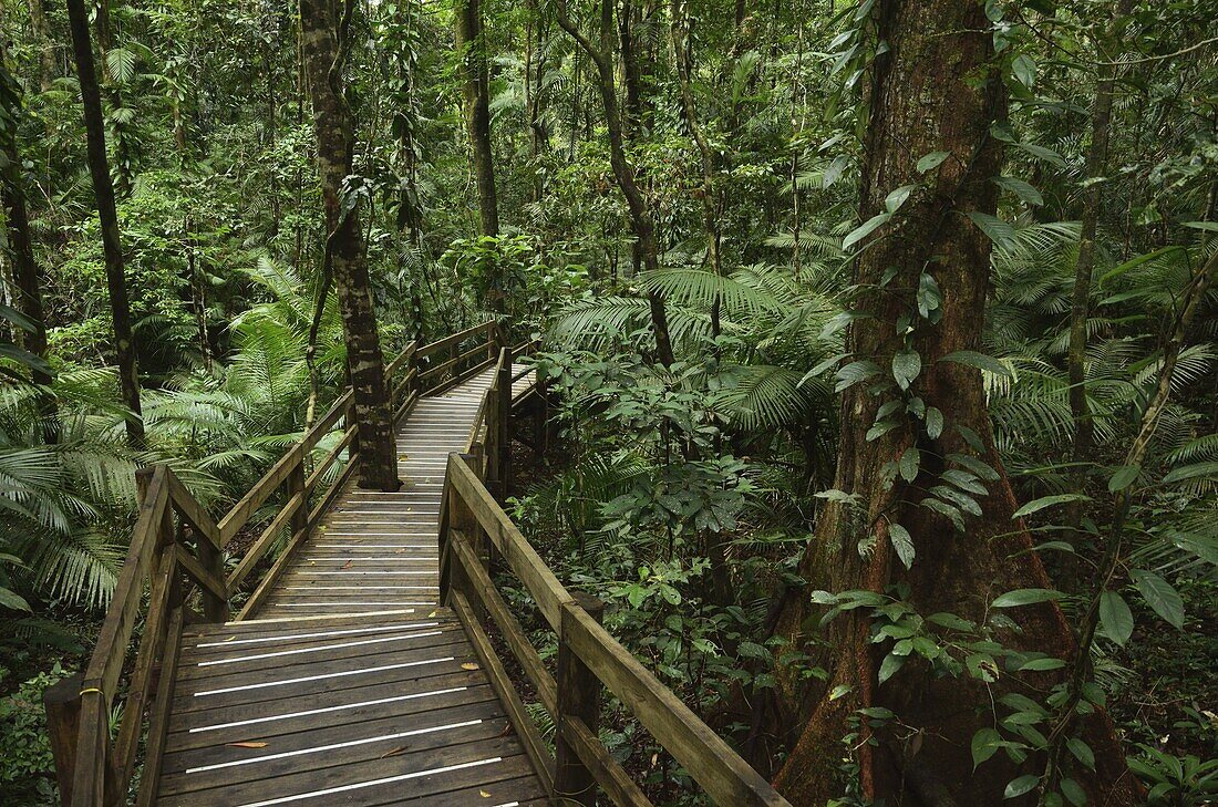 Boardwalk through rainforest, Daintree National Park, UNESCO World Heritage Site, Queensland, Australia, Pacific