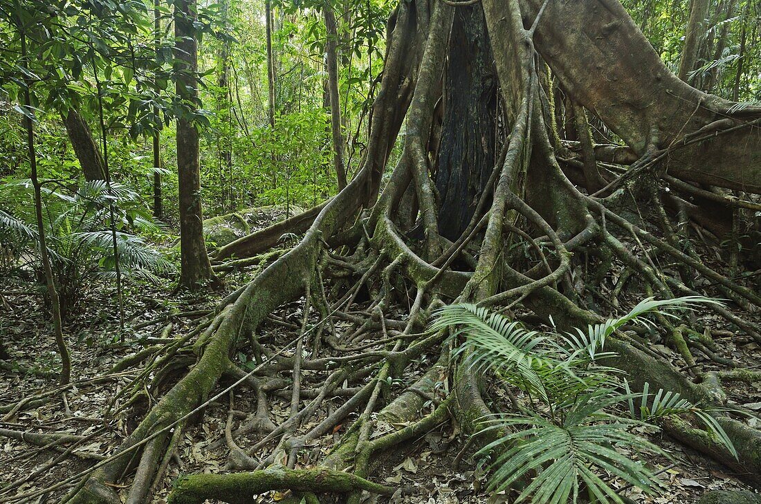 Tree roots, Mossman Gorge, Daintree National Park, UNESCO World Heritage Site, Queensland, Australia, Pacific