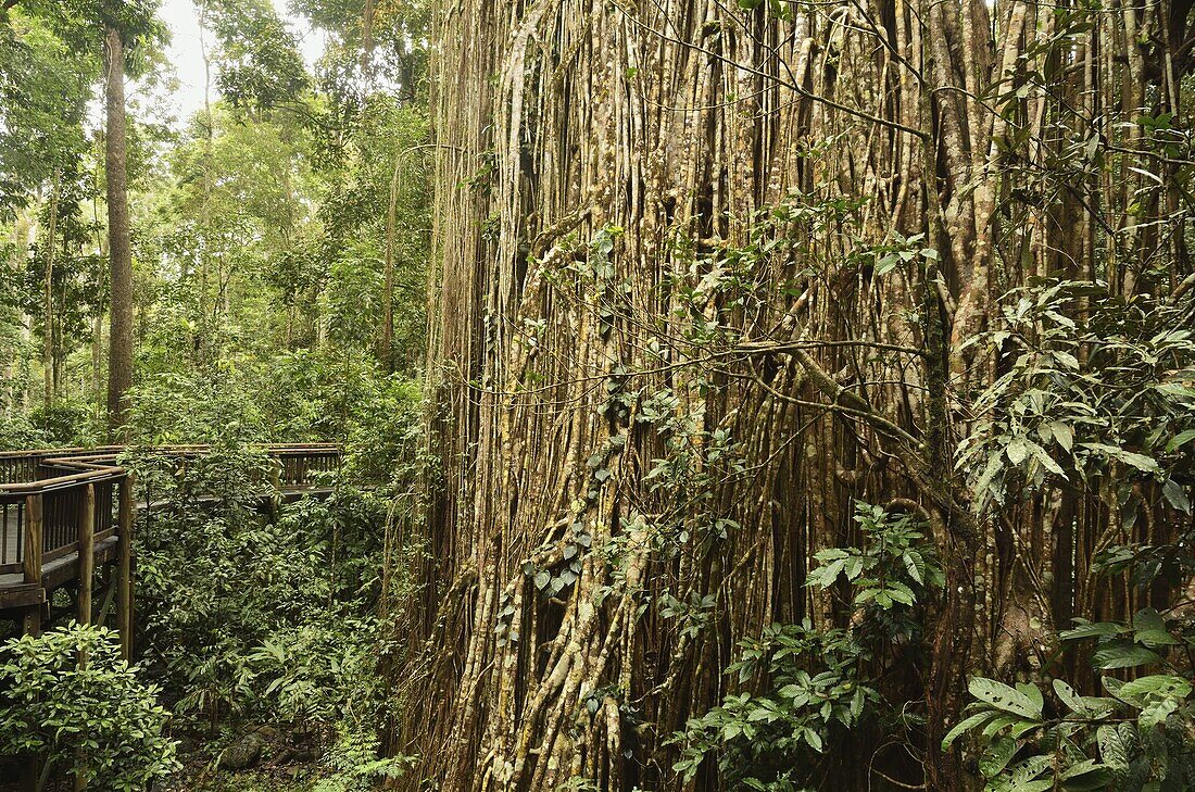 Curtain Fig, Yungaburra, Atherton Tableland, Queensland, Australia, Pacific