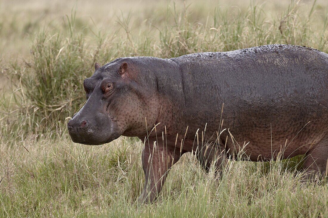 Hippopotamus (Hippopotamus amphibius) out of the water, Serengeti National Park, Tanzania, East Africa, Africa