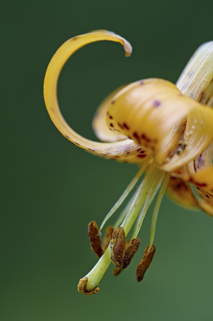 Tiger lily (Columbian lily) (Oregon lily) (Lilium columbianum), Idaho Panhandle National Forests, Idaho, United States of America, North America