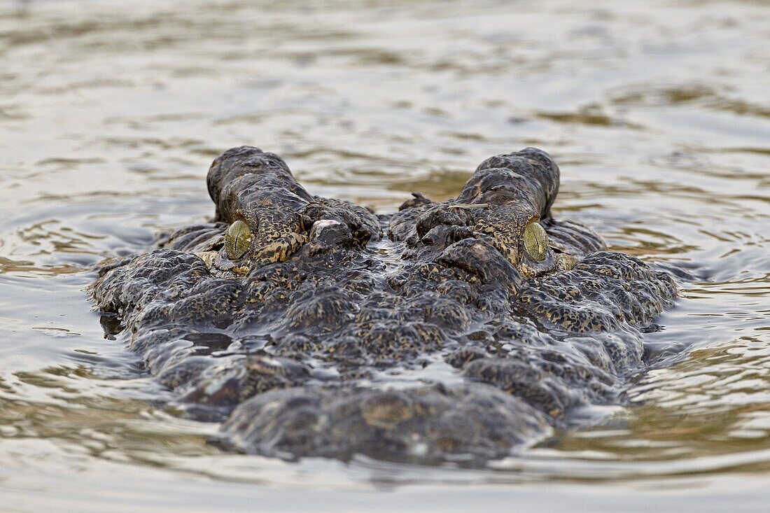 Nile crocodile (Crocodylus niloticus) swimming, Serengeti National Park, Tanzania, East Africa, Africa