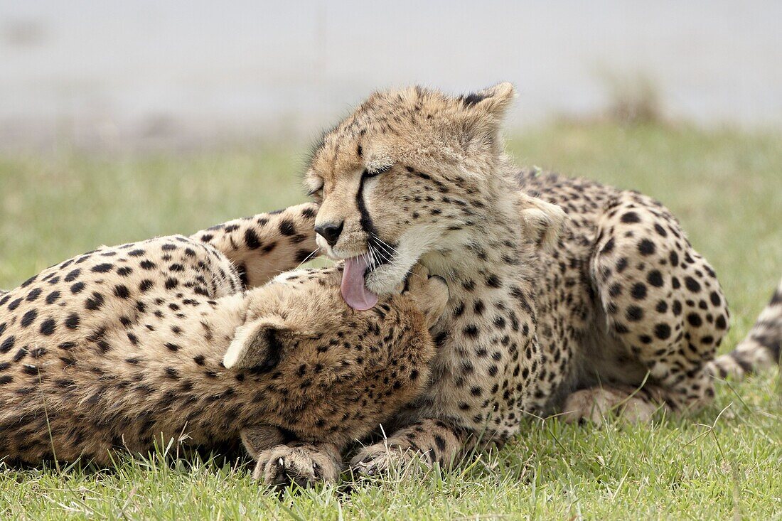 Cheetah (Acinonyx jubatus) mother and an old cub grooming, Serengeti National Park, Tanzania, East Africa, Africa